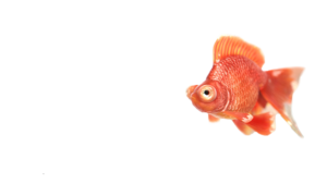 ivi-design-&-comunicazione-pesce rosso home page 2