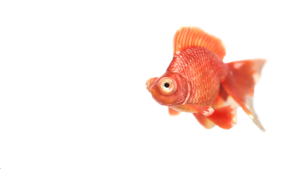ivi-design-&-comunicazione-pesce rosso home page