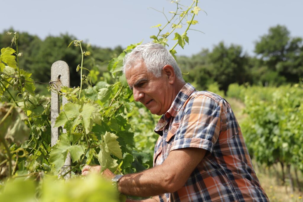 murace-vini-azienda-agricola-cosimo-murace-bivongi