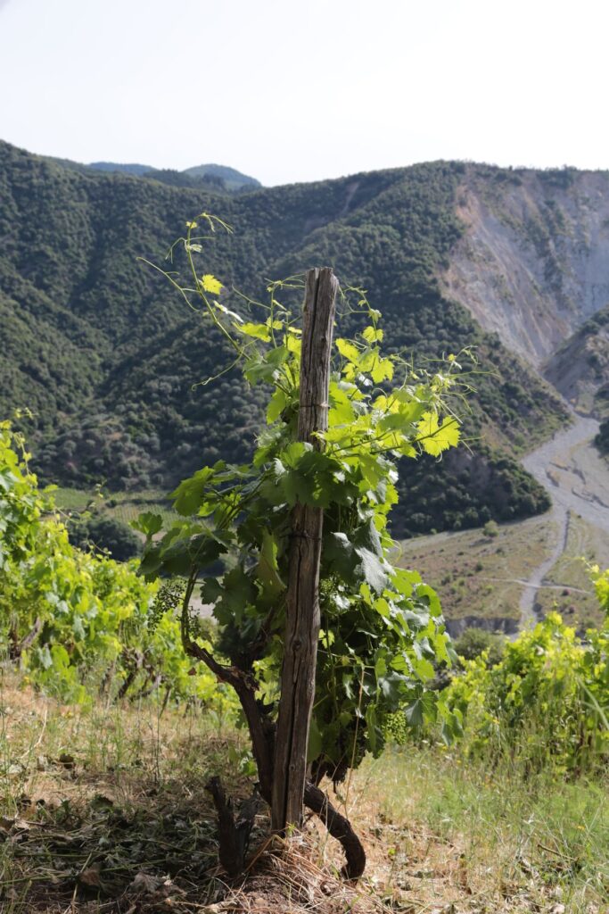 murace-vini-azienda-agricola-cosimo-murace-bivongi