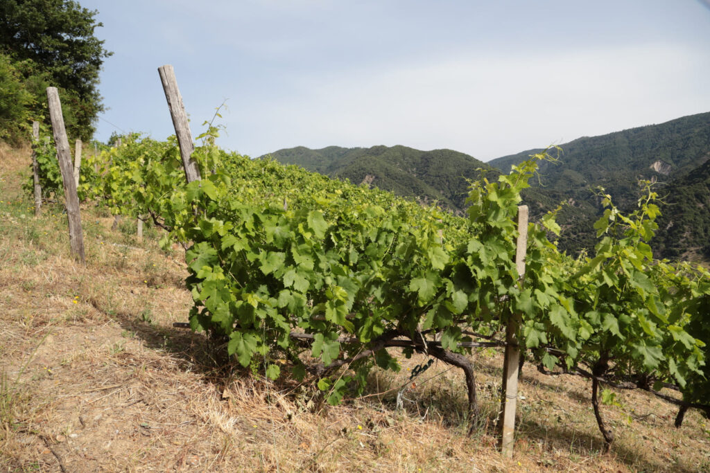 murace-vini-azienda-agricola-cosimo-murace-bivongi