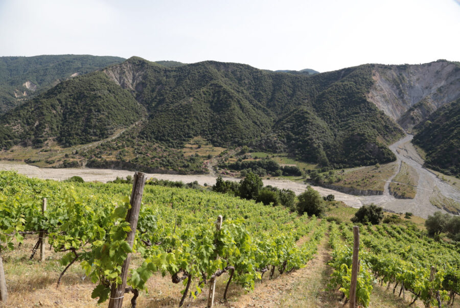 ivi-design-&-comunicazione-IVI design & comunicazione - Agenzia di comunicazione Milano - Agenzia di comunicazione Roma - Agenzia di comunicazione Reggio Calabria 7 murace-vini-azienda-agricola-cosimo-murace-bivongi